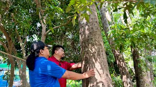 31 MILLION Thailand Baht for 70 AGARWOOD TREES Only From 18 Yrs Old Abandoned Plantation [upl. by Ymmor395]