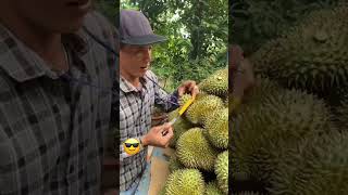 The Correct Way To Determine The Ripeness Of Durian Fruit Shorts Viral [upl. by Karyl]