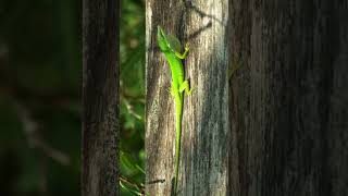 🦎●⁸•² Green Anole North American Green Anole Anolis carolinensis  Observed in Description [upl. by Nevada]