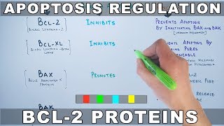 Apoptosis Regulation by Genes  Bcl2 Family [upl. by Ilellan510]