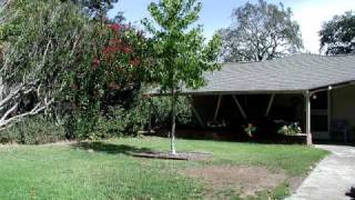 Growing Tree 5 year timelapse from my backyard [upl. by Alac]