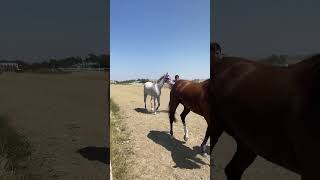 Heat 1 Indian Relay Crow Fair horses montana shorts [upl. by Pierson]