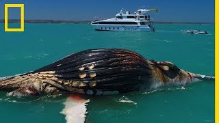 Inédit  un requin et un crocodile se partagent une baleine morte [upl. by Ahseiuqal513]