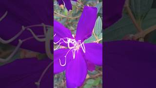 Purple melastoma flowers shorts garden flowers melastoma flowers [upl. by Suoirtemed738]