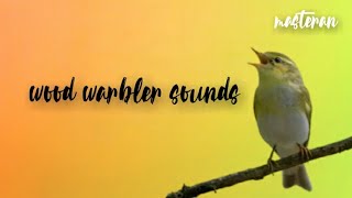 wood warbler soundssancang [upl. by Anileba]