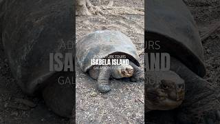 Best Adventure Tours on Isabela Island Galapagos Ecuador [upl. by Ndnarb447]