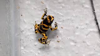 Bumble Bee Dart Frog Dendrobates leucomelas Mating Call [upl. by Azyl811]