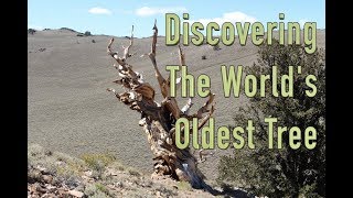 Discovering The Worlds Oldest Tree [upl. by Galer964]