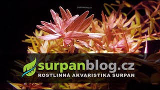 Rotala rotundifolia  Kolovka rotundifolia  Akvarijní rostliny  SURPANcz [upl. by Naniac]