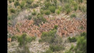 Aoudad Sheep Hunt in the Glass Mountains of West Texas [upl. by Narhem]