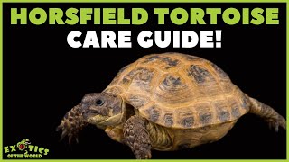 Russian  Horsfield Tortoise Care  How To Take Care Of A Russian  Horsfield Tortoise [upl. by Quiteri]