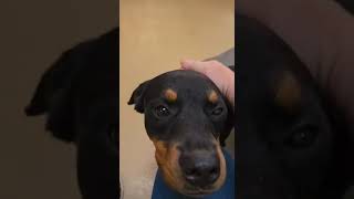 Video of adoptable pet named Terrapin Rose [upl. by Boarer920]