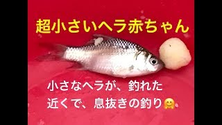 フナ釣り 子供と一緒に夏休み 宮城県栗原市小野寺農園TV 畑の近くで息抜き釣り [upl. by Lelia]