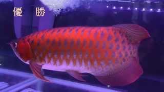 2014 臺灣觀賞魚博覽會1比賽紅龍＆金龍專輯冠軍紅龍身價NT250萬Red＆Golden ArowanaTaiwan Aquarium ExpoFull HD 1080p [upl. by Socrates]