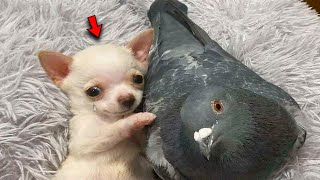 A Puppy with Hind Legs that Dont Work and a Pigeon that Cant Fly did THIS [upl. by Atiugram]