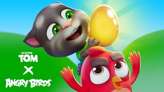 Angry Birds X Talking Tom 🌟🪺🤩 Now You See Egg [upl. by Otrebmuh]