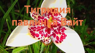 Тигридия обыкновенная Вайт tigridia pavonia white 🌿 Вайт обзор как сажать луковицы тигридии Вайт [upl. by Justis]