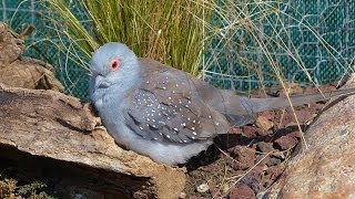 La Colombe diamant ou Géopélie diamant [upl. by Saks285]