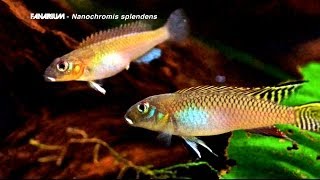 Nanochromis splendens [upl. by Amarette662]