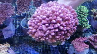 Stylophora pistillata pink XL 16 CM coral gandalf [upl. by Peh]