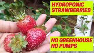 EXPERIMENT Part 2 Growing Strawberry In 4 Types Of Substrates Kratky Method  DIY Hydroponics [upl. by Tracy976]