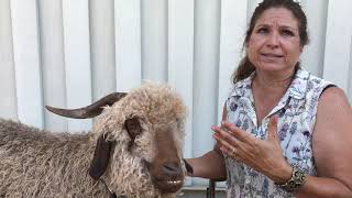 Why Wethers The Fine Angora Goat Hero [upl. by Nalor]