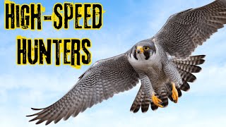 The Peregrine Falcon HighSpeed Hunters [upl. by Aninaig383]