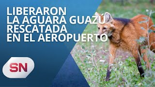 LIBERARON LA AGUARÁ GUAZÚ RESCATADA EN EL AEROPUERTO [upl. by Ahsilahk]