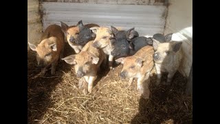 Some Farrowing and pig feed tips  Mangalitsa Pigs on the homestead farm [upl. by Attesor]