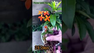 How to Grow Ixora Coccinea flowers from cuttings at home for beginners  Ixora [upl. by Retxed877]