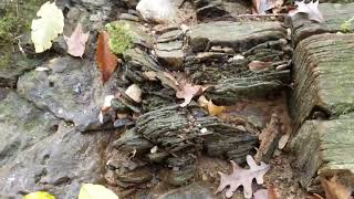 Foliated Bedrock Nugget Lets Go gold goldprospecting goldmining [upl. by Navonoj264]