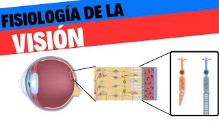 Fisiología de la visión [upl. by Annayar]