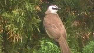 sound of Yellowvented Bulbul [upl. by Pope]