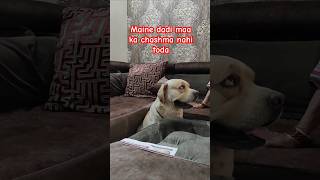 To chashma kisne todadoglover Labradorpetlover trending videoshorts [upl. by Bowerman]