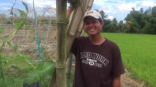 Vegetable farming in the rice field  Gulayan sa Palayan [upl. by Quar]