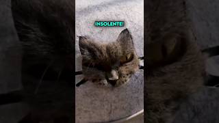 Gato Enojado con su Dueño por Dejarlo Encerrado 😡 [upl. by Tasiana373]