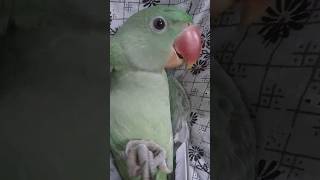 💕My cute mittu 💗 parrot parrotlover birds viral parrottalking [upl. by Herra452]