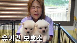 유기견EP1불법 번식장에서 구조된 270마리 아가들 [upl. by Rorie586]