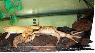 ✔ Basic care of African albino frogs Xenopus laevis🐸 [upl. by Llen]