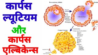 corpus luteum  corpus albicans  कार्पस ल्यूटियम  कार्पस एल्बिकेन्स  कार्पस लुटियम के कार्य [upl. by Stallworth]