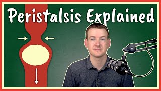 Peristalsis Explained [upl. by Erdman]