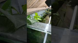 Aquatic plants growing without CO2 and liquid fertilizer 😍 shorts [upl. by Yerac]