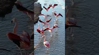 Flamingos Flying At Argentino Lake In El Calafate Argentina 🦩 [upl. by Enihpad151]