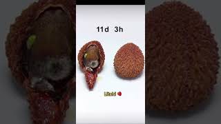 Litchi  19days in 14seconds fruit timelapse shorts [upl. by Questa]