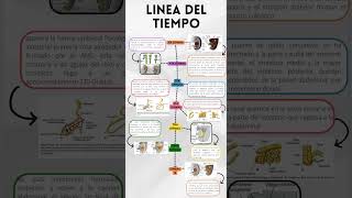 LINEA DE TIEMPO DE LA EMBRIOGENESIS DEL SISTEMA DIGESTIVO [upl. by Ahsika]