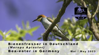 Bienenfresser Merops Apiaster in Deutschland  Beeeater in Germany [upl. by Catlaina]