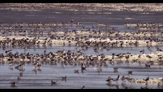 Wild Science Phalaropes on Great Salt Lake [upl. by Htims890]