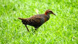 Buffbanded Rail Gallirallus philippensis 2 [upl. by Maryanne308]