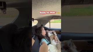 My baby husky loves it 🐶🎉🫶🐶 follow trending dog shortvideo husky subscribe shorts [upl. by Aloysius95]