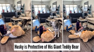 Husky is Protective of His Giant Teddy Bear [upl. by Ariella295]